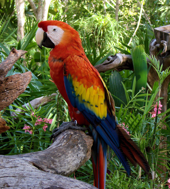 rainbow macaw