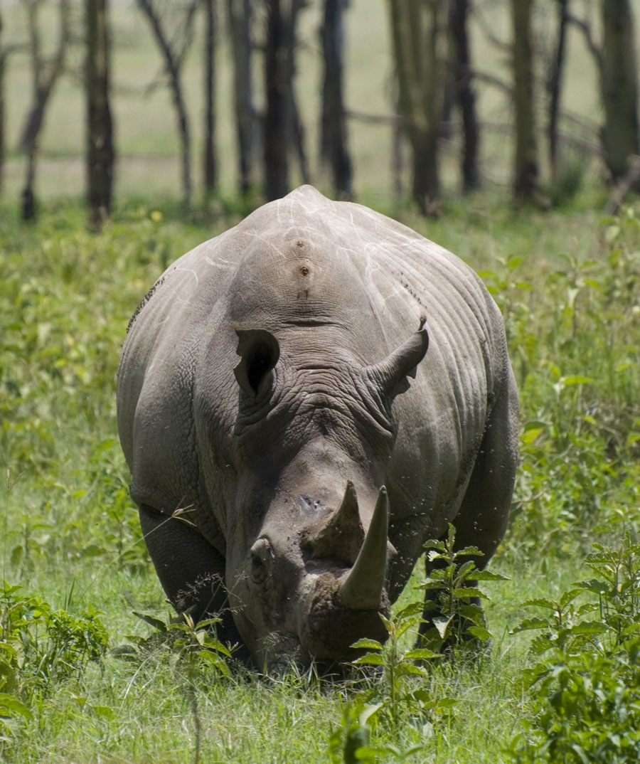 Top 10 Heaviest Land Animals On The Earth