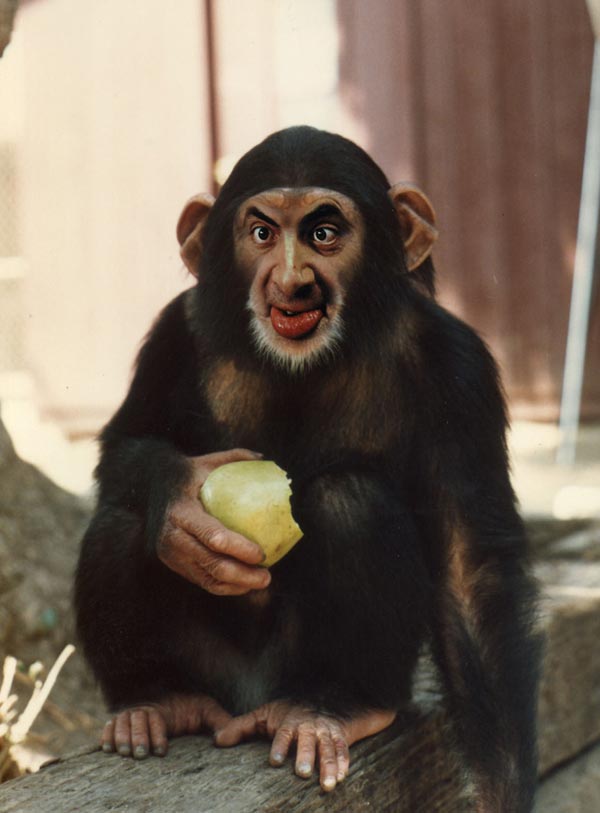 Animal Photo Manipulations manipulated monkey