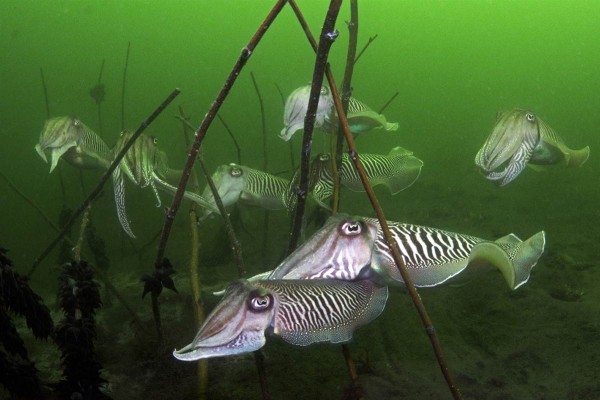 Hitam Putih Gambar Kehidupan Laut