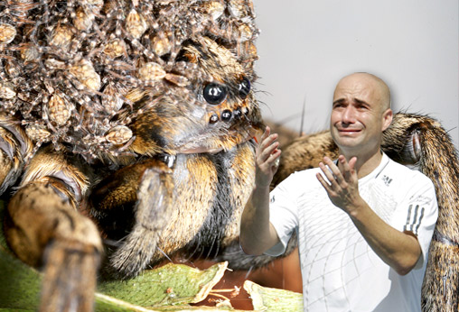 Andre Agassi is scared of spiders.