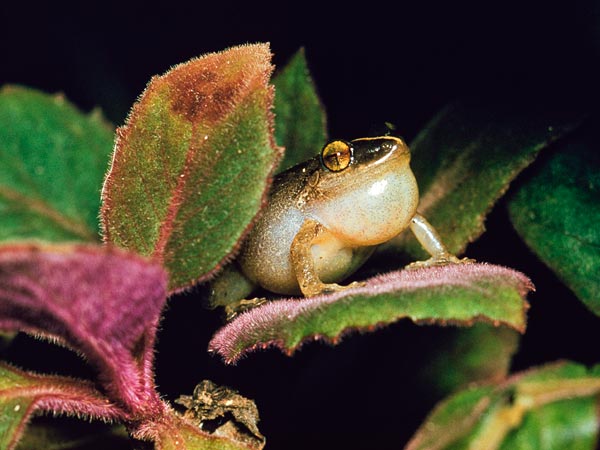 Coqui Frog