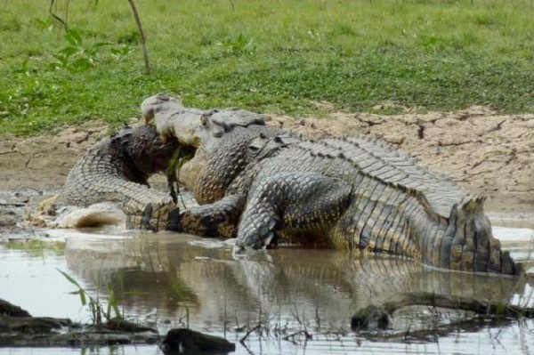 Crock eating to another crock 