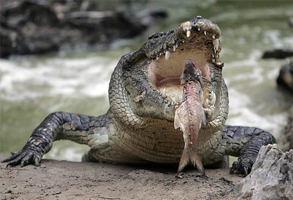 Crock-is-eating-a-sea-food