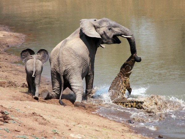 Crocks attack on the elephant 