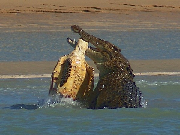 Crocks attack on the neck of tertile 