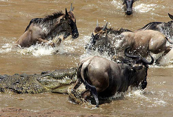 Crocks-attack-on-wildebest