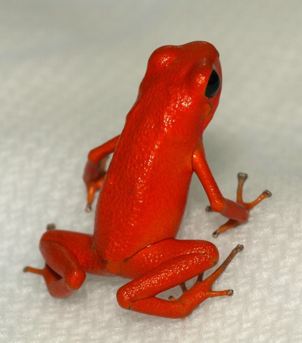  Red Poison frog 