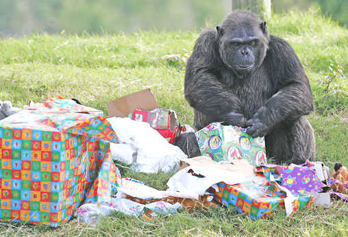 Monkey is collecing gifts