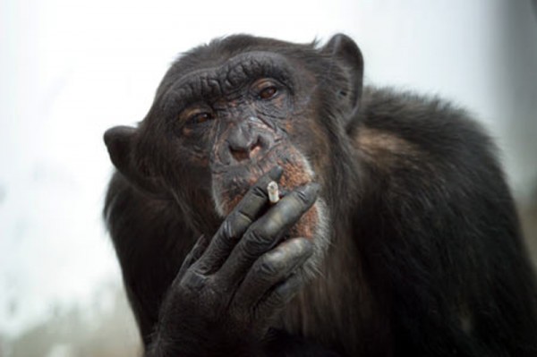 Monkey is smoking