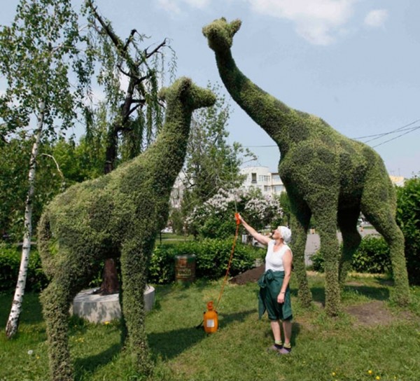 Giraffe topiary