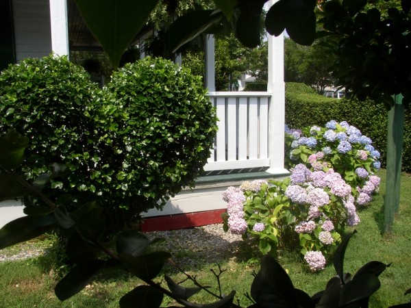 Heart-Shaped-Topiary