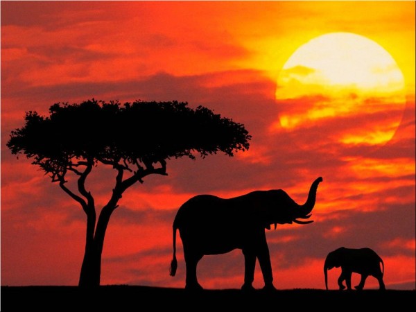 Beautiful Photograhy of Elephant at evening