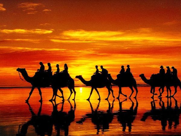 Eye Catching silhouette Camel Photography
