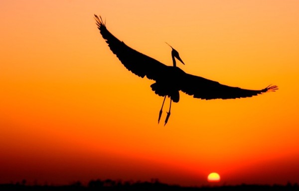 silhouette Photography of birds