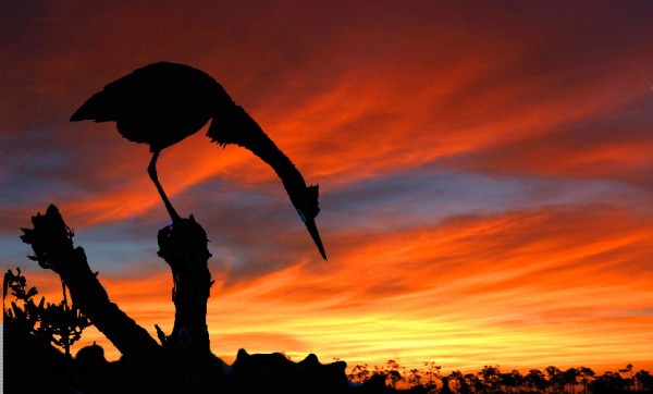 silhouette photography of bird 