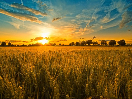 Field Shooting shows a morning viw in a field