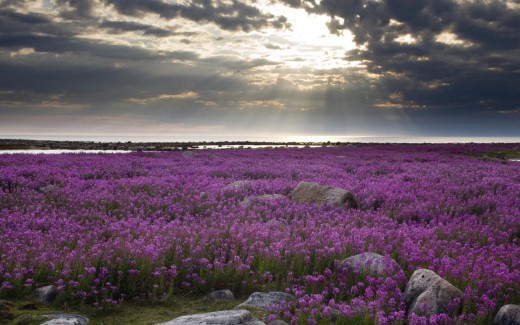 Fireweed Hudson Bay cloudy weather along with flowers