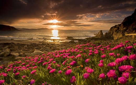 Sunset in Spring along with flowers on earth