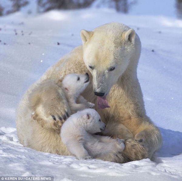 The Happiest Polar Bear Family