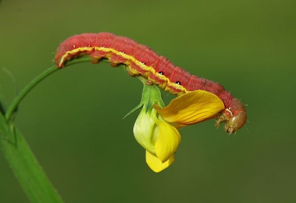 Incredible Macro Photography by Mehmet Karaca