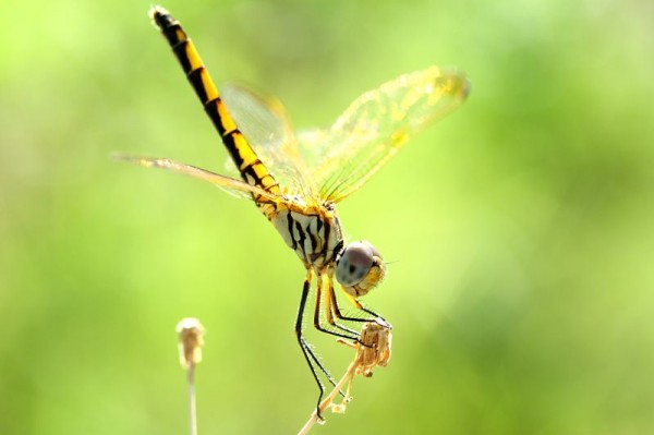 Close-up by Mehmet Karaca