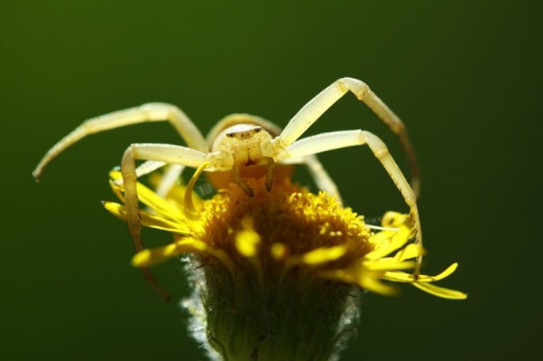 Mehmet Karaca Macro Photographs