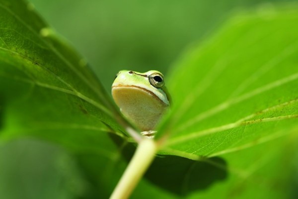 Macro Photography of Mehmet Karaca