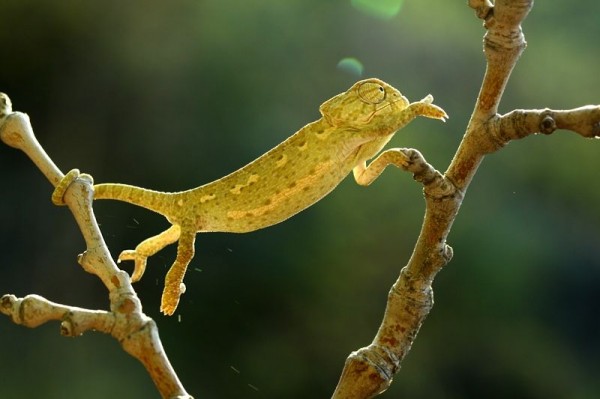 Macro Photography of Mehmet Karaca