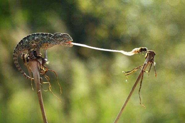 Incredible Macro Photography by Mehmet Karaca