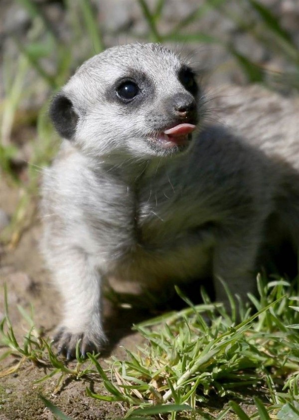 A Meerkats cub