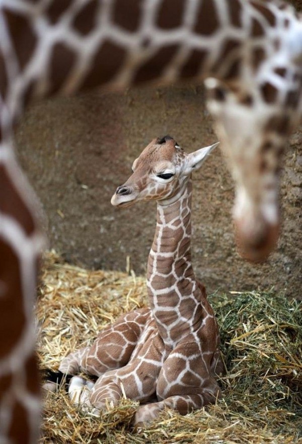 A newborn baby giraffe lying on a pile of straw