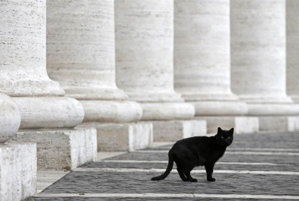 Cat walks past the colonnade of St. Peter's in the Vatican