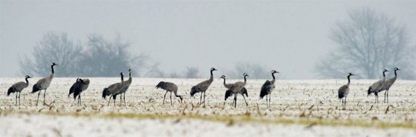 Cranes stand in a field near Petersdorf,