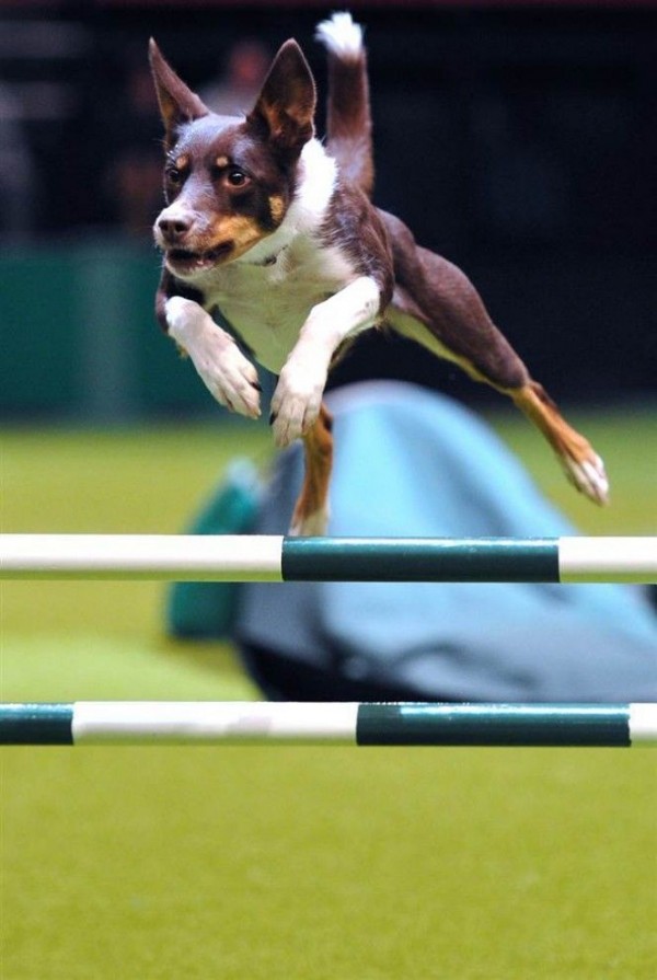 Dog jumps over a hurdle at the dog show