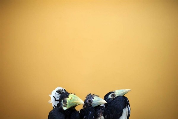 Hornbill chicks