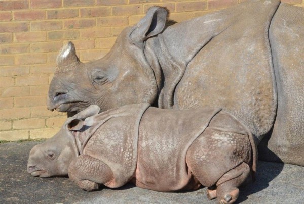Indian rhinoceros cub sleeps next to his mother in the zoo north of London