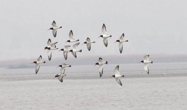 Oystercatcher flying over an island in the Yellow Sea
