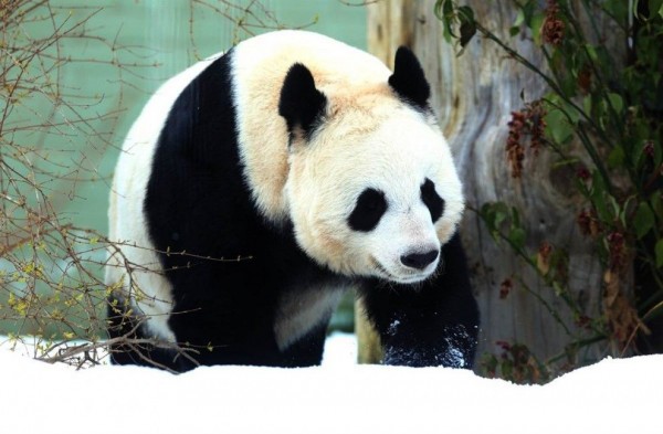 The female giant panda walks in his enclosure