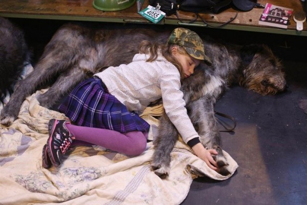 The nine-year girl sleeping next to her Irish wolfhound