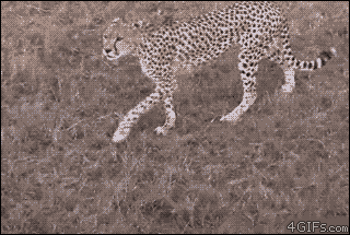 One Surpirse Cheetah in Africa