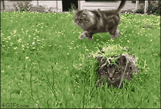 Surprise Sniper Kitten
