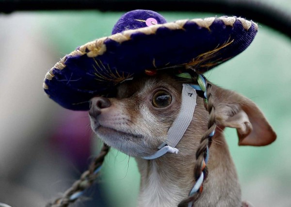 Chihuahua in a sombrero on parade in San Antonio, USA