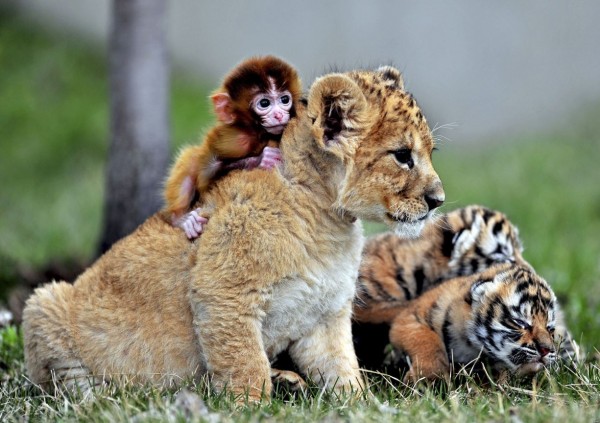 Kids monkeys, Manchurian tiger and a lion in the zoo
