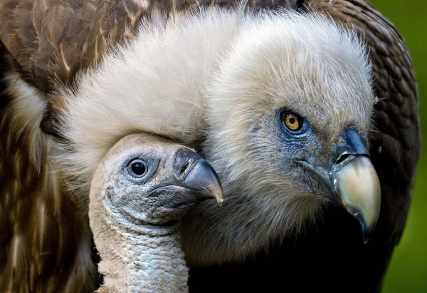 One-month Vulture under the wing of my mother at the zoo in Duisburg, Germany