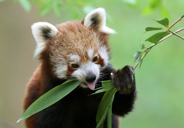 Red panda bamboo breakfast in Krefeld, Germany