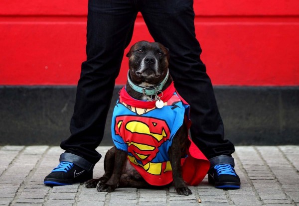 Staffordshire bull terrier dressed as Superman Tai