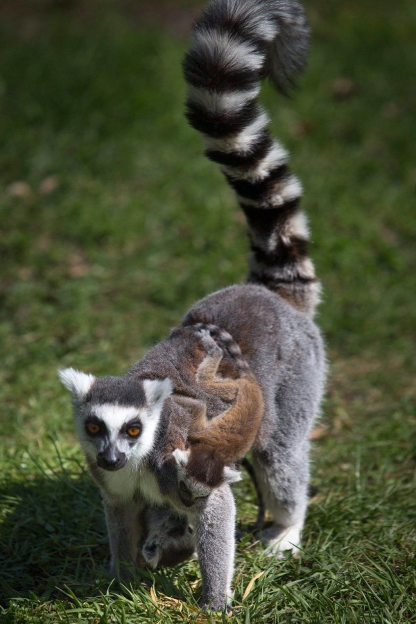 Young cat lemurs frolic with his mother at the zoo in Wroclaw, Poland