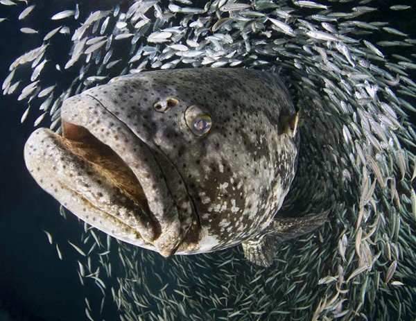 11. Goliath grouper by Laura Rock