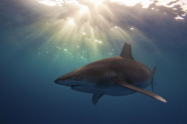 13. Oceanic white tip shark by Austin Gallagher